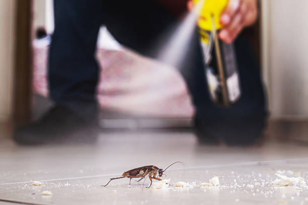 Best Spider Control Near Me  in Fort Branch, IN