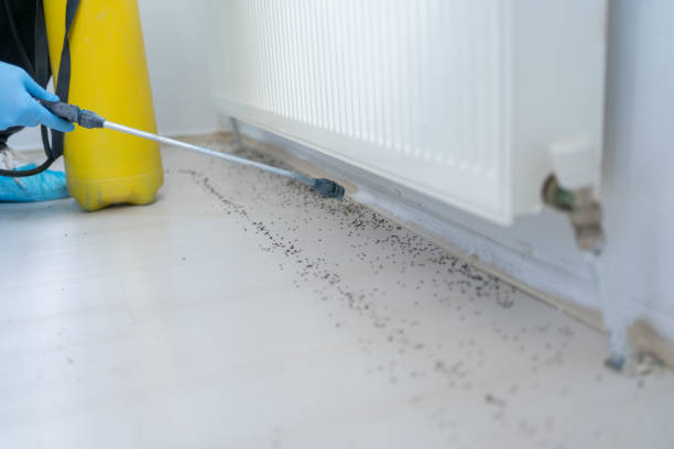 Best Termite Control Services  in Fort Branch, IN